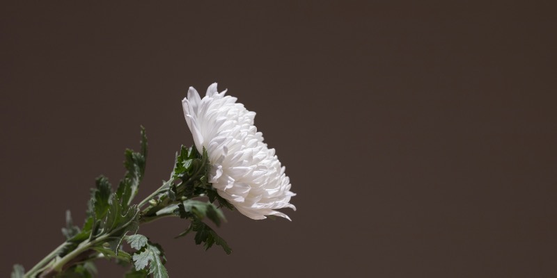heungsoon-chrysanthemum-525366