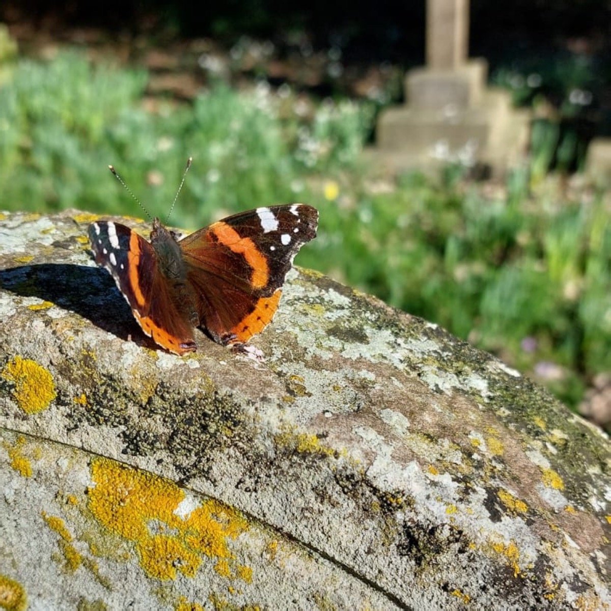 Shedfield, Churchyard team